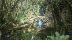 wooded stream