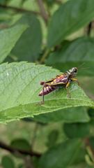 insect closeup