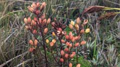 red-orange berries on shrub