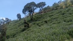 highland hillside