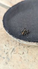 insect closeup