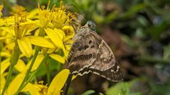 butterfly or moth on yellow flowers