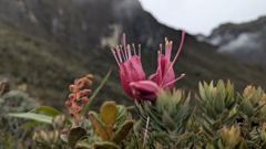 flower or plant closeup