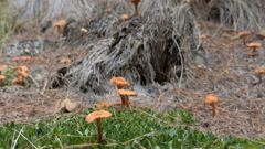mushroom or fungus closeup