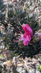 flower or plant closeup