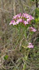 flower or plant closeup