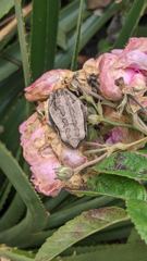 insect closeup