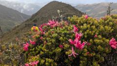 pink flowers with mountain background