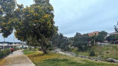 urban sidewalk and flowering tree