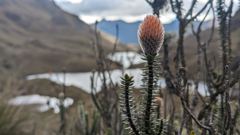 plant seed head with lake background