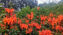 flowering plant