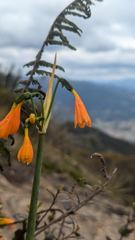 orange flower closeup