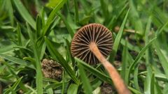 brown gilled mushroom