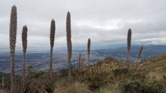 mountain or valley landscape