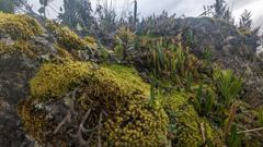 mossy highland vegetation