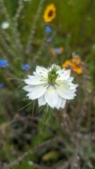 flowering plant