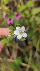 small white flower
