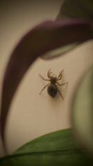 insect closeup