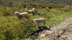 sheep beside trail