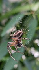 insect closeup