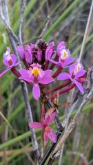 flower or plant closeup