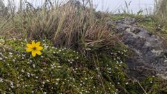 yellow flower by rocky trail