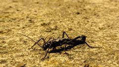 insect closeup
