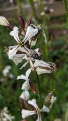 flower or plant closeup