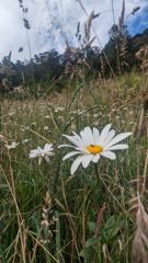 white daisy-like flower
