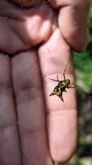 insect closeup