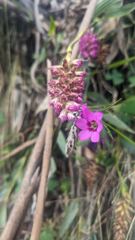 purple flower spike