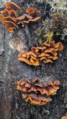 mushroom or fungus closeup