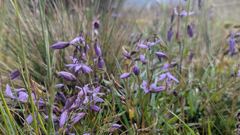 purple flowering plants