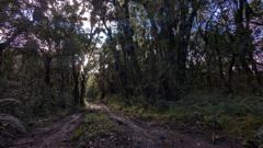 dark forest trail