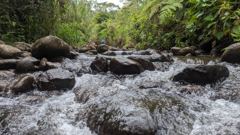 rocky forest river