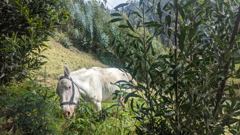 cow in brush