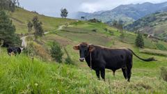 black cow in pasture