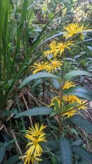 flower or plant closeup