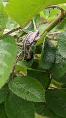 insect closeup