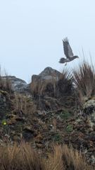 bird visible in scene