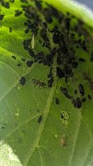 leaf detail