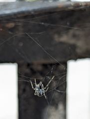 insect closeup