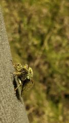 insect closeup
