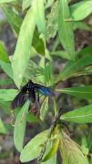 insect closeup