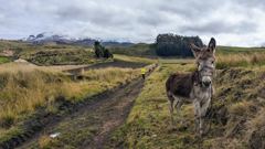 donkey on mountain road