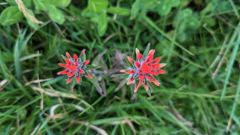flower or plant closeup