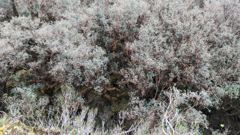 pale dense shrub texture