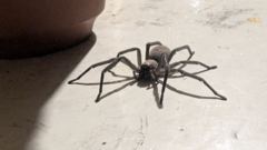 insect closeup