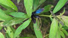 insect closeup