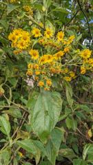 flower or plant closeup